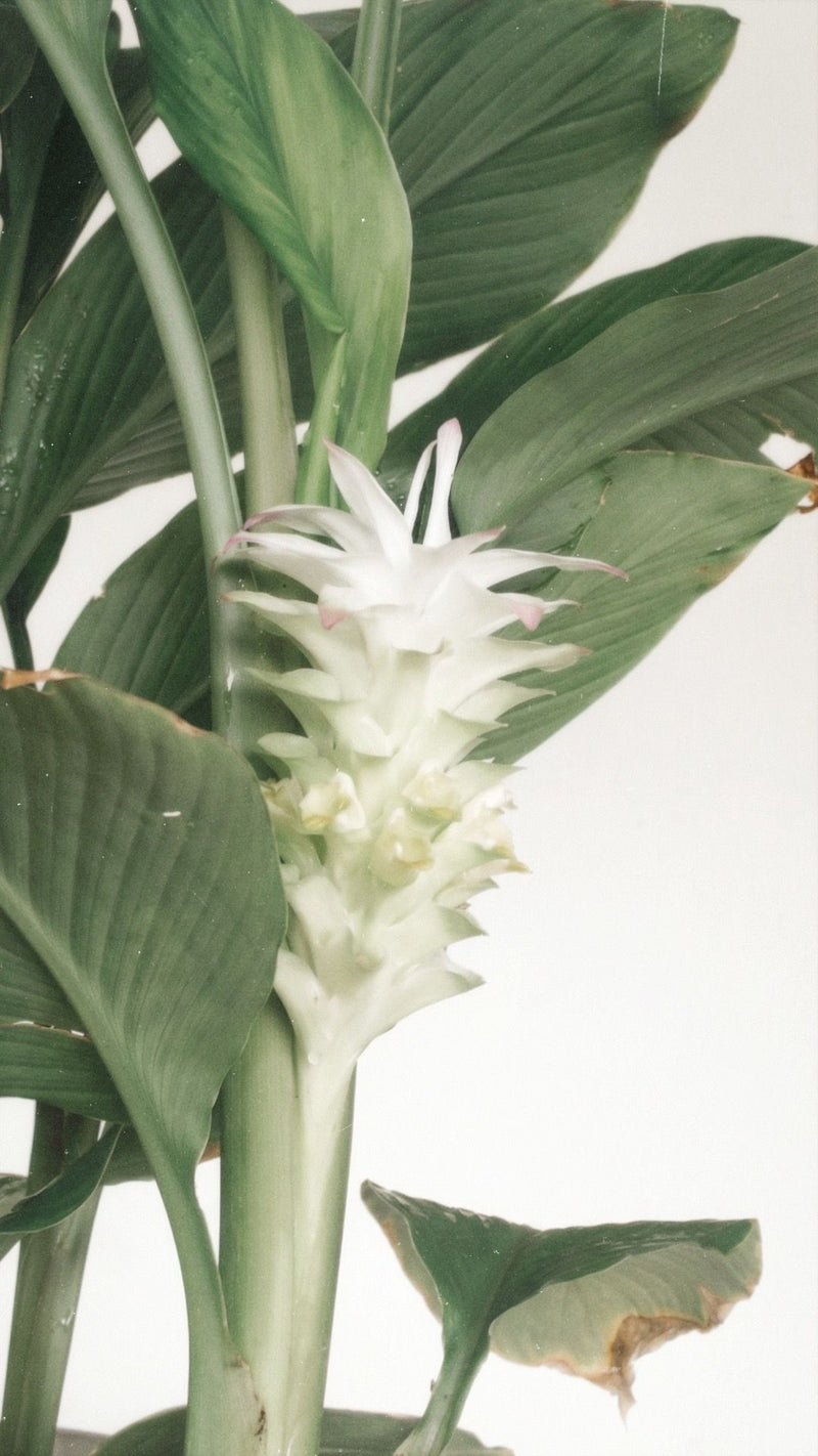 Curcuma — 60mg